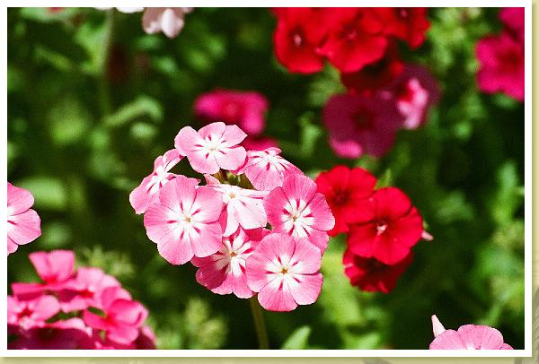 LBJflowers and Girls_0009